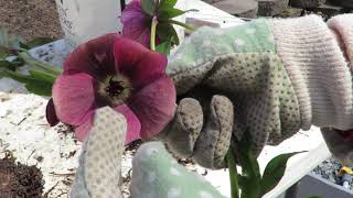 Growing and Propagating Helleborus x hybridus -- Hellebores