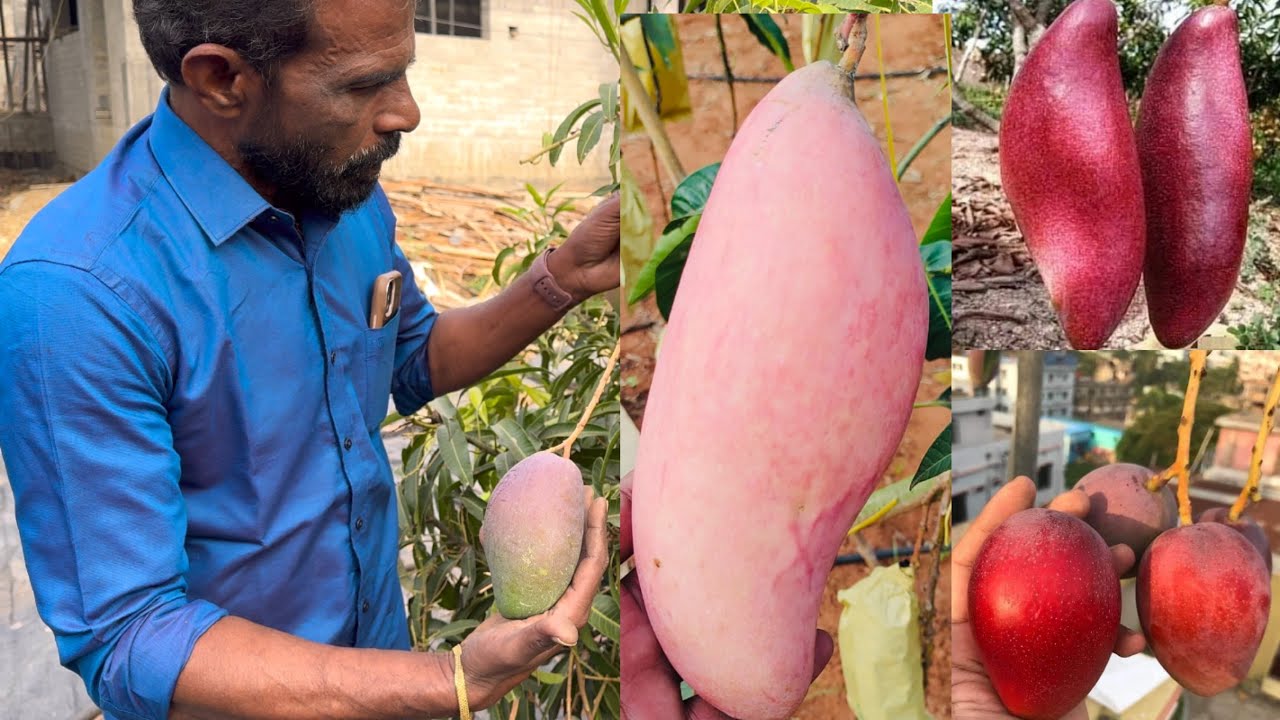 இந்த தோட்டம் பாத்தா நீங்களும் Doctor ஆகணும்னு தோணும்! 😮 🌴 | 3 Years Later Exotic Fruit Paradise