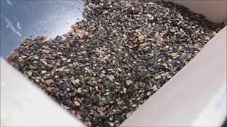 pumpkin seeds cleaning 2018 (graines de citrouille, semi di zucca, kürbiskerne, tökmag)