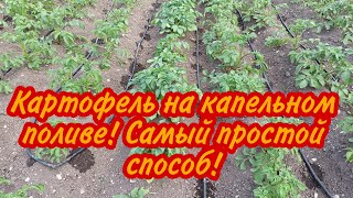 Картофель на капельном поливе! Самый простой способ!