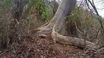 mikat burung rambatan paru merah di hutan jawah jolotundo 8 November 2023