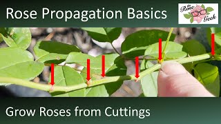 🌹 Propagate Roses from Cuttings // Lessons Learned to Grow Roses from Cuttings screenshot 3