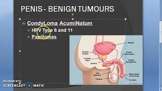 légzési papillomatosis mechanizmus