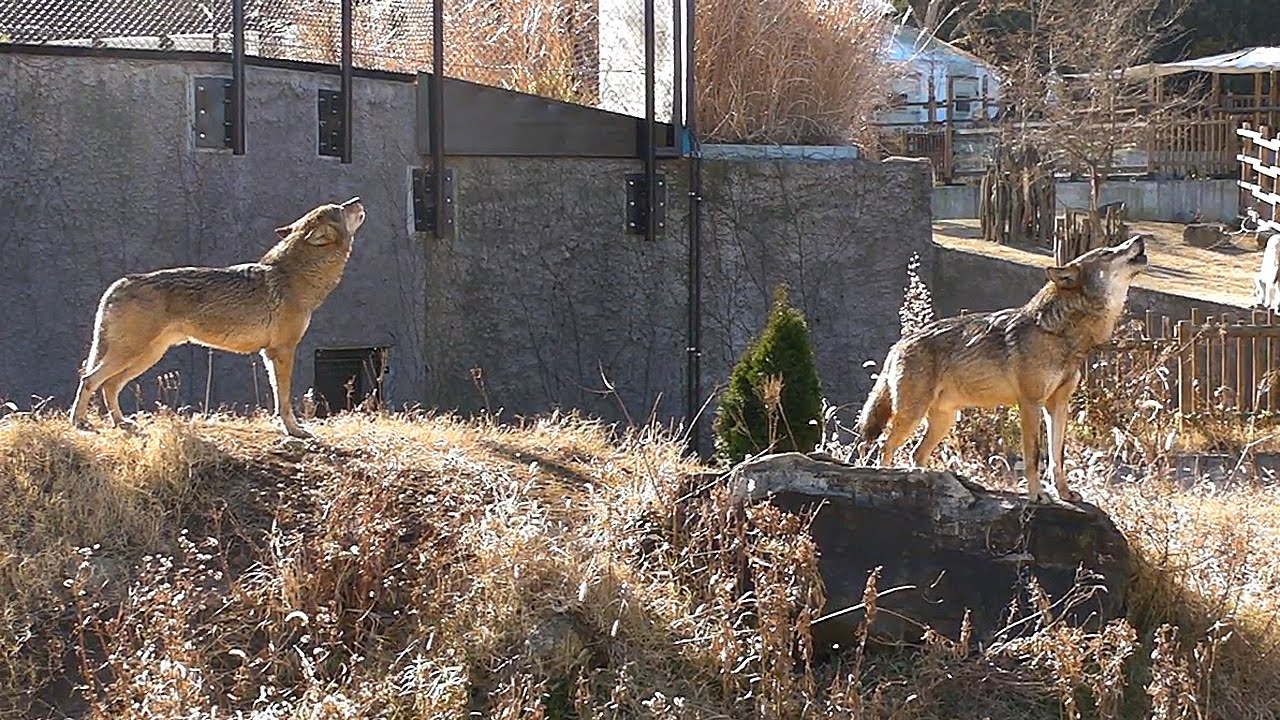 タイリクオオカミ 日本 タイリクオオカミ、朝の遠吠え（多摩動物公園）Timber wolf, howling of the morning