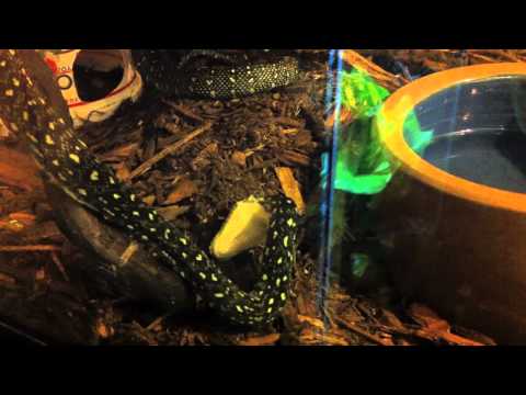 Diamond Python shedding on Feb 8, 2011