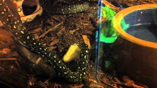 Diamond Python shedding on Feb 8, 2011