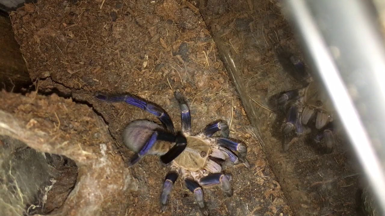 Blue tarantula (cyriopagopus lividum) cobalt blue feeding YouTube