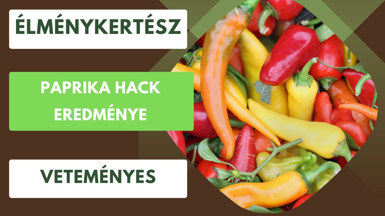 Mi lett a nagy paprika hack eredménye?🫑🌶️