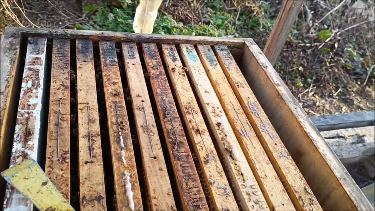 Prohlídka oddělku včel, krásné včelstvo, teploty umožnily prohlížet.