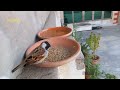 Sparrow eating seeds with friends #shorts #birdfeeding