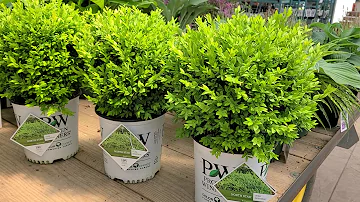 What is the most disease resistant boxwood?
