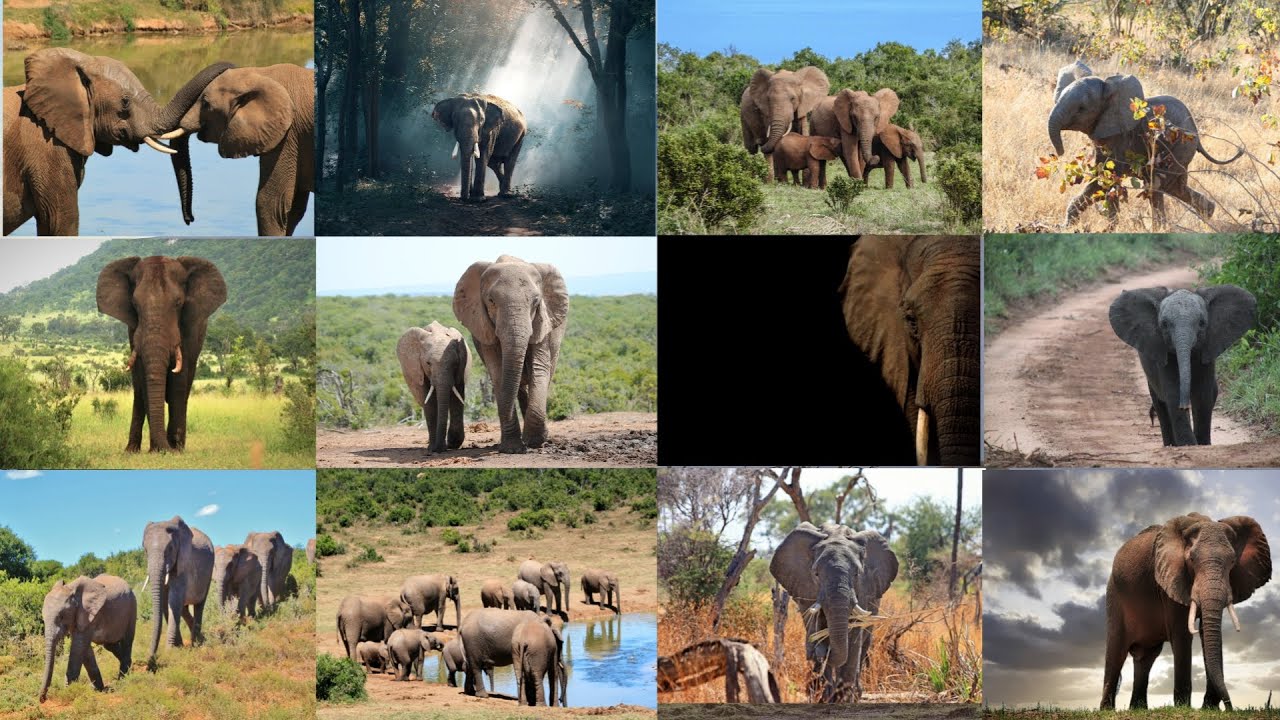 Elephant HD Photos | Elephant HD Images | 40 plus HD Best Photos