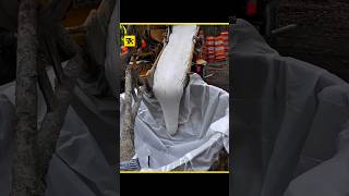 This concrete is so strong it can be used in military structures 😳🏗️#UHPC #Concrete