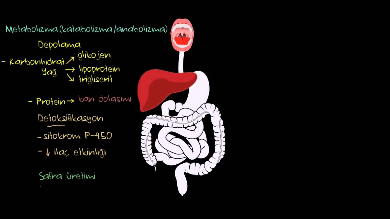 Karaciğer (Sağlık ve Tıp)