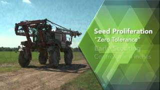 Waterhemp: Everything You Need to Know