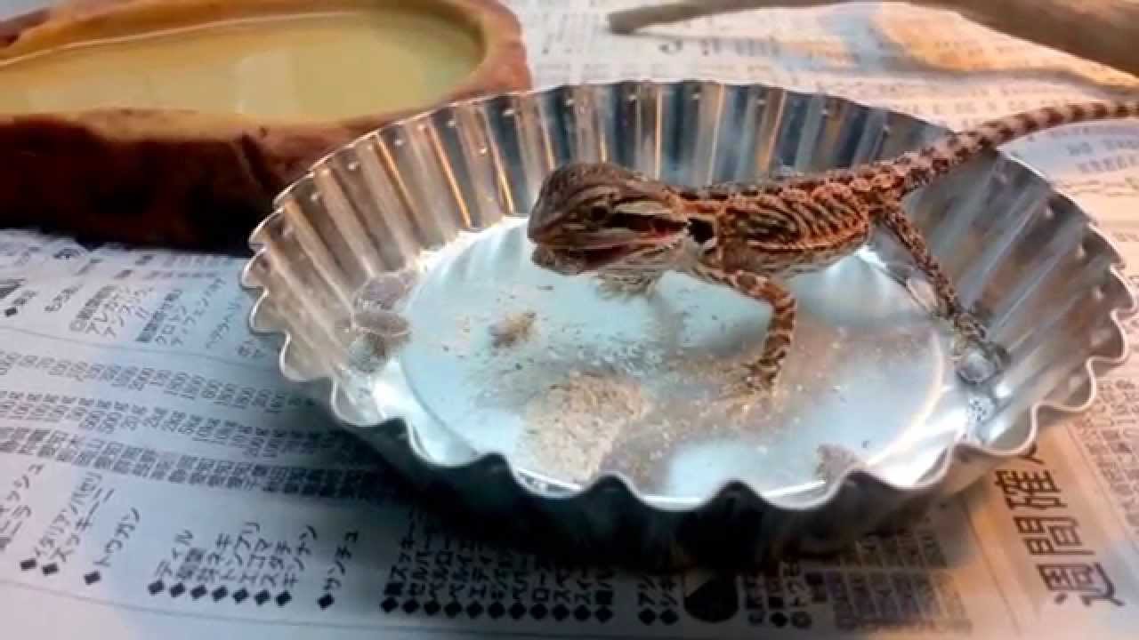 フトアゴベビー デュビア食べまくり baby bearded dragon eating dubia roaches! YouTube