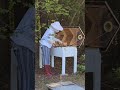 Moving the swarm into their new hive box. #keepingbees #beastandberryfarm #homesteadingfamily
