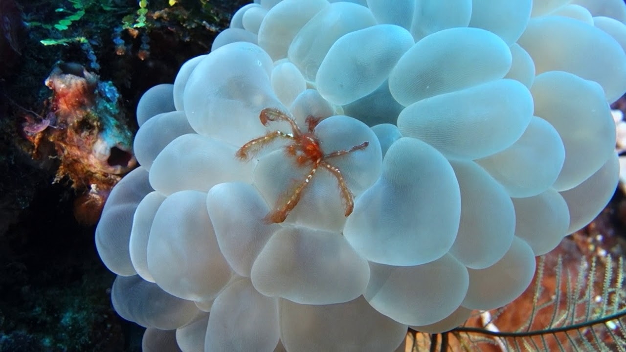 Forgotten Islands Indonesia on board the Arenui - Day 3