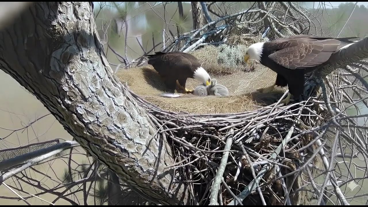 Bald Eagle Family Feeding Time - Tender Parenting and New Life in the Nest