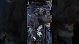 A Promotion a Paw-some Retirement Congrats Sgt Bennett Justice