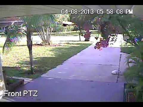 skydive chicago Spying on a Stray Cat with My PTZ Camera