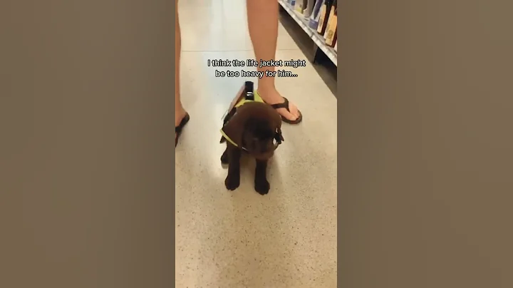 Funny dogs Reaction 😂     #shorts #funnydogs #hellochaz #fyp