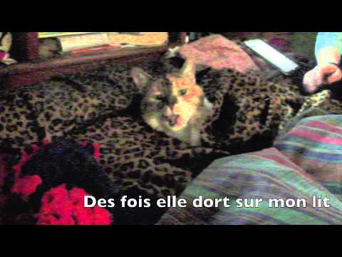 Mes Chats