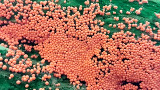 Las W Makro Śluzowce Kędziorek Mylny, Wykwit Piankowaty, Rulik Nadrzewny, Gładysz Kruchy I Inne