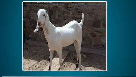 Incredible Science Class 2-Chapter 4-Page Number 38