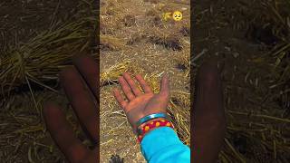 🥺🌾🌾....Mounted Reaper Binder Machine Full Review ... किसान नई लेके आया है गेहूं काटने और बांधने वाली