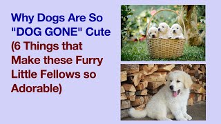 Why Dogs Are So Dog Gone Cute 6 Things That Make These Furry Little Fellows So Adorable