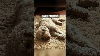 Rare Photos Youve Probably Never Seen Before 47