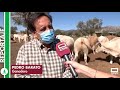 Reportaje: ganadería familiar de charolesas
