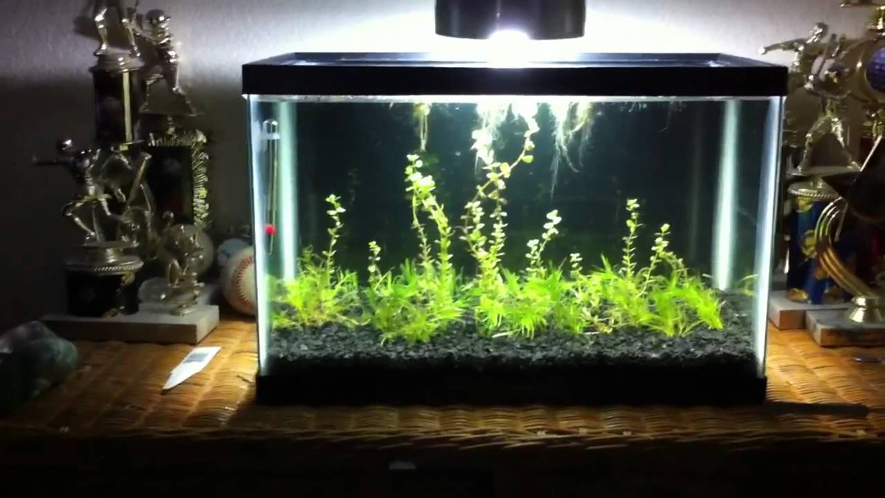 Lighting In The Planted Aquarium YouTube