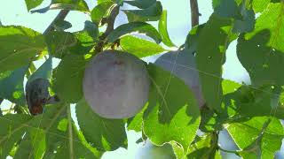 Organic raw plum hang on tree branch