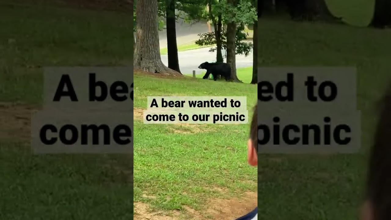 Mama bear turned her cubs loose at Fort Mountain State Park. 