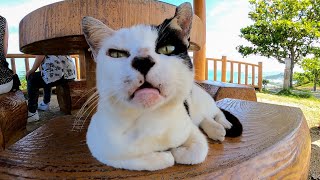 展望所のベンチで寝ていた野良猫をナデナデすると喜んでゴロンゴロン転がった