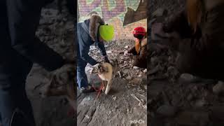 Тренировка 2.12.2023, часть 2 #псс #собака #кинологи #dogs