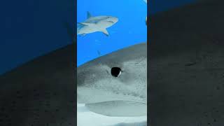 Tan cerca! #diving #animals #sharks #animalcrossing #divinglife #robertoochoahe