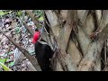 Freedom the Parrot Hears Red Shouldered Hawk &amp; Handsome Pileated Woodpecker Male Snags Ants! 