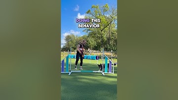🐾 Dog Agility Tight Turns Made Simple