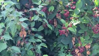 Blackberries: this seasons yield