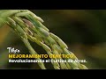 Mejoramiento Genético: Revolucionando el Cultivo de Arroz - TvAgro por Juan Gonzalo Angel