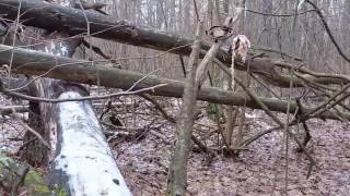 пролов. неожиданная находка. охота на куницу капканами. trapping пролов. неожиданная находка. охота на куницу капканами. trapping