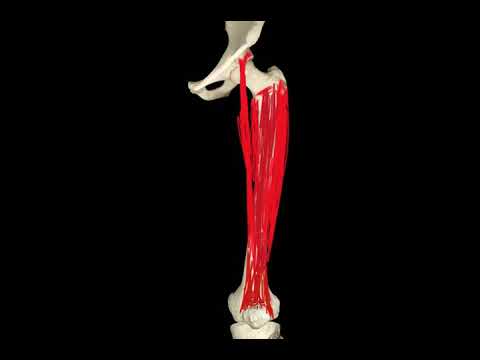Músculos del muslo: compartimento anterior articulaciones del miembro inferior