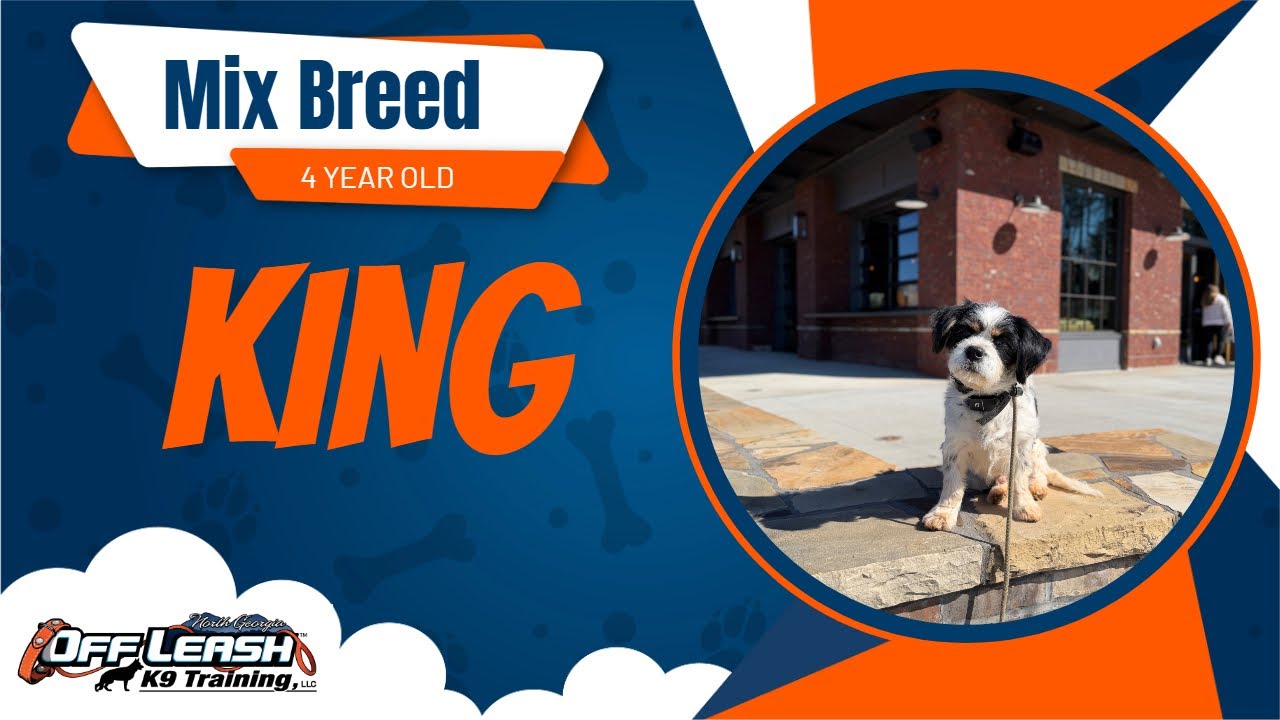 Reactive Dog Transformation | King the 4-Year-Old Mixed Breed | 2 Week Board & Train Off Leash K9 