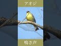 アオジの鳴き声 | さえずり | 野鳥動画図鑑 #shorts