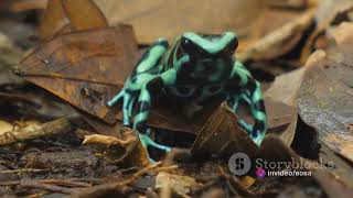 Spotted Poison Frog: Unveiling the Mystery