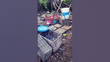 Most rare cobra snake stuck in net #shorts #trending #viralvideo #snake