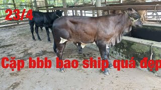 23/4  Tài ba tri báo giá đô bò đực bbb và kem bao ip kính mời bà con ghé xem muaung hộ em_chăn nuôi